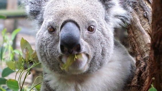 Se estima que hay 100.000 koalas en Autralia. Foto: FreeImages