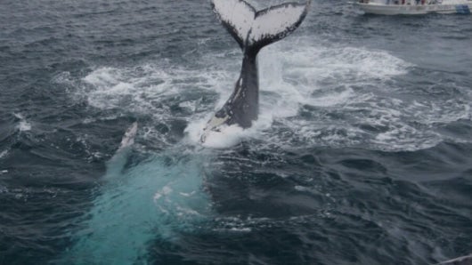 Imagen de referencia. Foto: @magiasalvaje (Instagram).