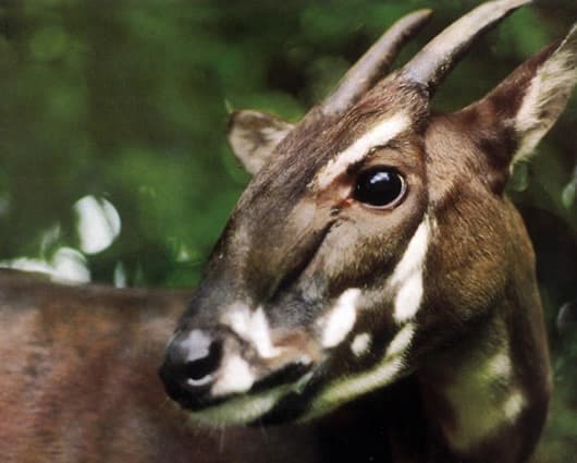 El saola fue identificado en 1992. Foto: AFP
