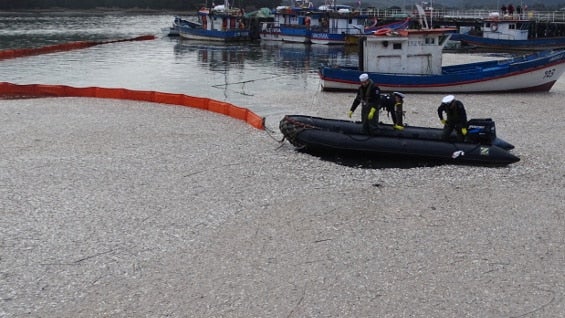 Las autoridades estiman que el volumen total de sardinas muertas alcanzaría a las 8.000 toneladas. Foto: AFP.