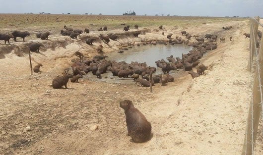 Miles de animales han fallecido por la intensa sequía. Foto: @Sneydertv.