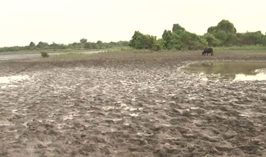 Antes de la sequía habían 6.000 kilómetros de hábitat para la reproducción de aves.