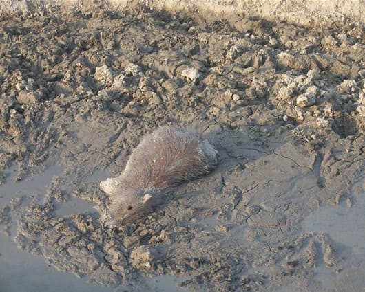 Las autoridades han atribuido la sequía al cambio climático. Foto: Archivo