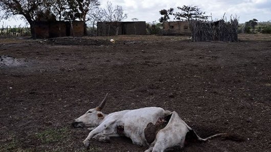 En La Guajira han muerto más de 15.000 cabezas de ganado, por la sequía. Foto: AFP