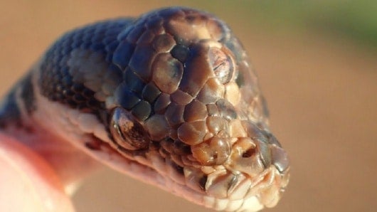 FOTO: Serpiente