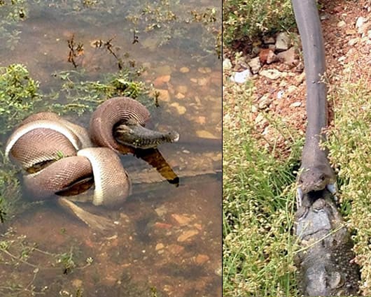 La lucha tuvo lugar en el lago Moondarra, en Queensland. Foto: AFP