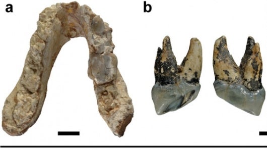 La investigación pueda ser aplicada en otros virus como la malaria o la tuberculosis. Foto: AFP