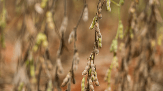 La tecnología brasileña prevé el desarrollo de una soya genéticamente modificada. Foto: AFP.