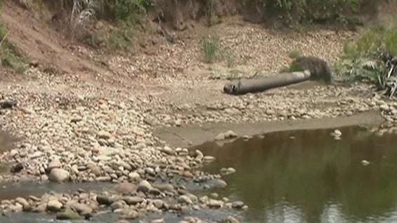 En algunos sectores, el río tan solo alcanza los 20 centímetros de profundidad. Foto: NoticiasRCN.com