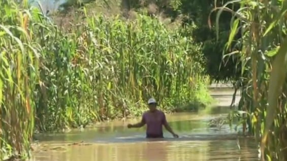 La zona agrícola de Tamalameque y Pivijai son las más afcetadas. Foto: Tomada por NoticiasRCN