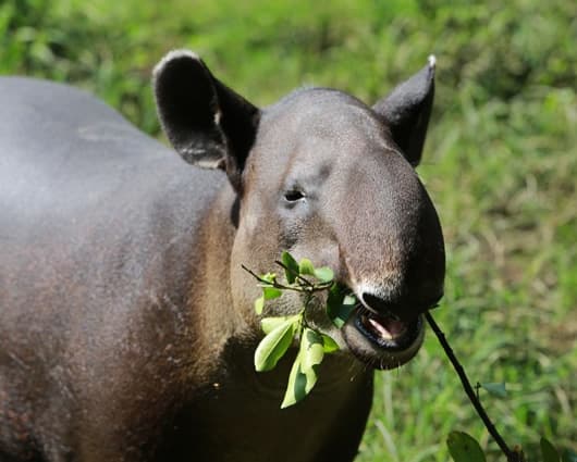 La nueva especie mide 1,20 metros de largo y 90 centímetros de alto. Foto: Archivo AFP