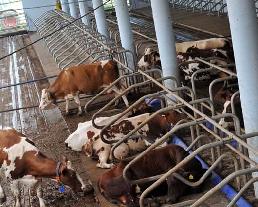 La herramienta es de uso gratuito sólo para los pequeños ganaderos. Foto: AFP