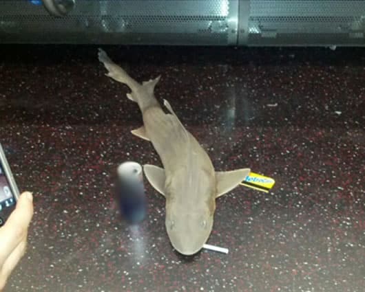 La presencia del tiburón fue informada por un conductor del metro. Foto: Twitter.