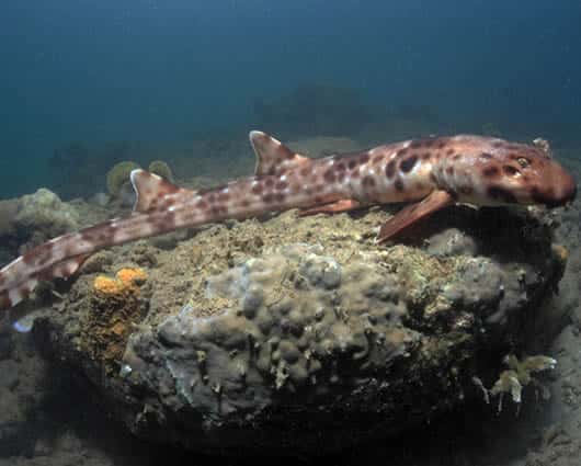 El megalodón, un tiburón extinguido hace dos millones de años. Foto: EFE