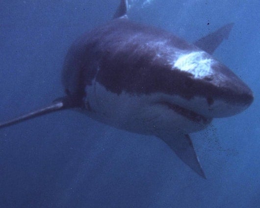 Según los científicos, los tiburones no son villanos sino víctimas. Foto: AFP.