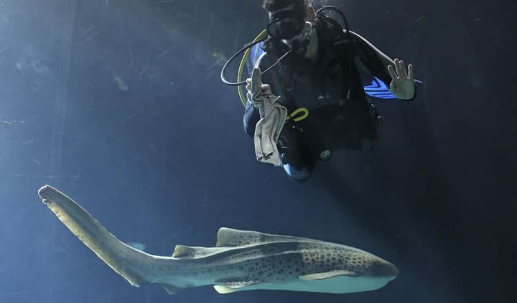 La piel del tiburón está cubierta con millones de escamas microscópicas. Foto: AFP