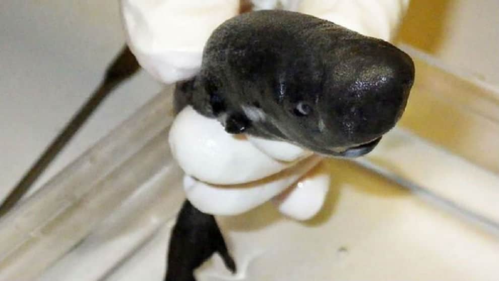 Tiburón "de bolsillo". Foto: Mark Doosey, Universidad de Tulane