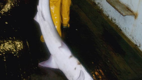 Para la pesca estaban utilizando el sistema de palangre de fondo. Foto: AFP