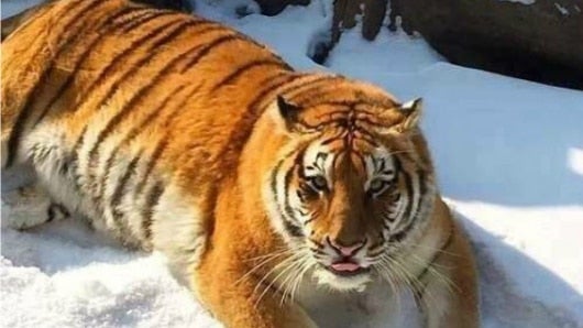 Tigre Siberiano de Harbin. Foto: South China Morning Post
