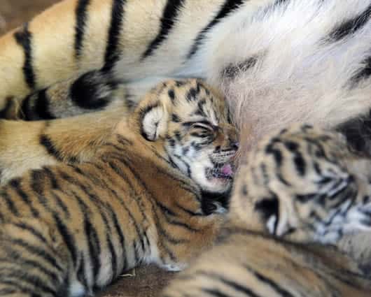 Los padres de los cachorros fueron identificados como "Turca" y "Kachimba". Foto: AFP