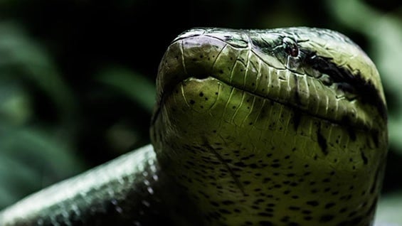 La 'Titanoboa' medía entre 14 y 17 metros de largo. Foto: @jardinbotanicob.
