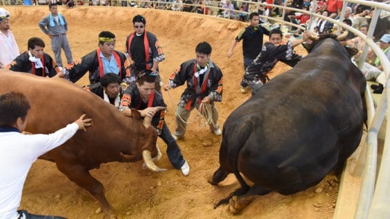 Existen variantes de esos combates en lugares como Corea del Sur, Turquía, los Balcanes, el Golfo Pérsico y Sudamérica. Foto: AFP