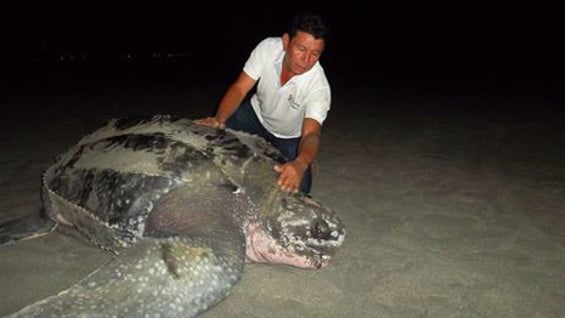 Las tortugas Laúd pueden medir hasta 2 metros de largo.Foto:Facebook