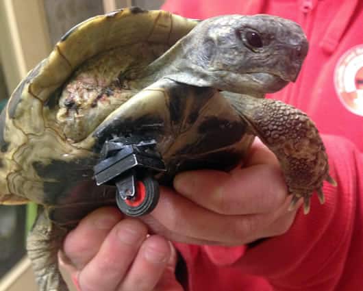 ‘Shildi’, una tortuga galápago, volvió a caminar gracias a la prótesis hecha con fichas de Lego. Foto: EFE.