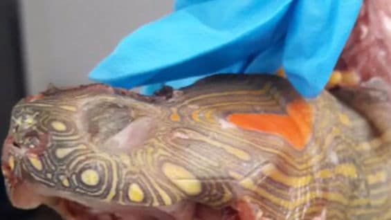 Las tortugas hicoteas se encuentran dentro de las especies amenazadas en Colombia.