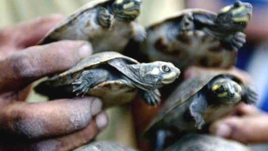 Miles de tortugas marinas arriban para poner sus huevos. Foto:AFP/ANDREW ALVAREZ
