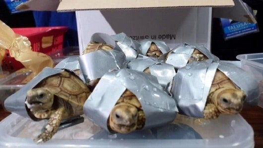 FOTO: Tortugas incautadas. EFE