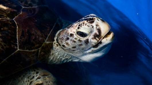 La tortuga marina había tenido dificultades para nadar normalmente debido al peso de las monedas. Foto: AFP.