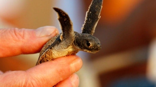 La joven no recuerda cómo llegó la tortuga a su vagina. Foto: AFP