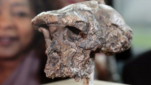 Toumai (Sahelanthropus tchadensis), el 'decano de la Humanidad', tiene siete millones de años y fue descubierto en 2001 en Chad. Foto: AFP.