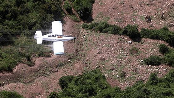 El principal problema de los cultivos ilícitos es la quema de árboles.