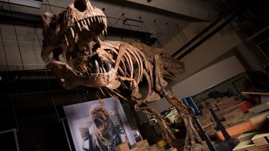 FOTO: Tyrannosaurus Rex. AFP