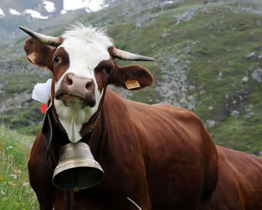 Las autoridades buscan al propietario del animal. Foto: AFP