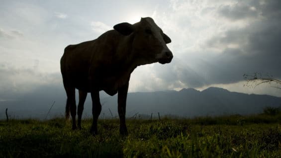 El proyecto permite que un campesino ya no requiera grandes extensiones de tierra para el pastoreo del ganado. Foto: AFP