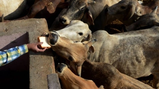 El Gobierno informó que detectó un nuevo brote de aftosa en el municipio de Yacopí. Foto: Money Sharma / AFP