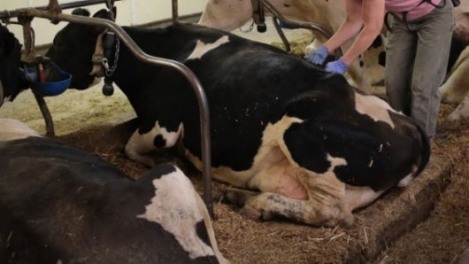 olombia cuenta con un hato ganadero de 23,5 millones de animales. Foto: Scott Olson/AFP
