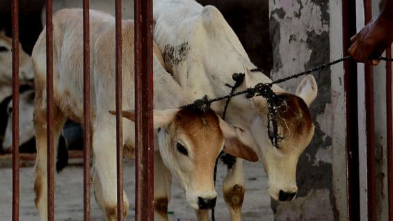 La cuarentena se extenderá a 13 municipios. Foto: Money Sharma / AFP