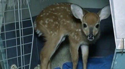 Venado de cola blanca.FOTO: NoticiasRCN.com