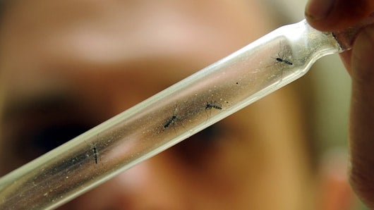 El virus chikungunya se transmite por picaduras de mosquitos. Foto: AFP.