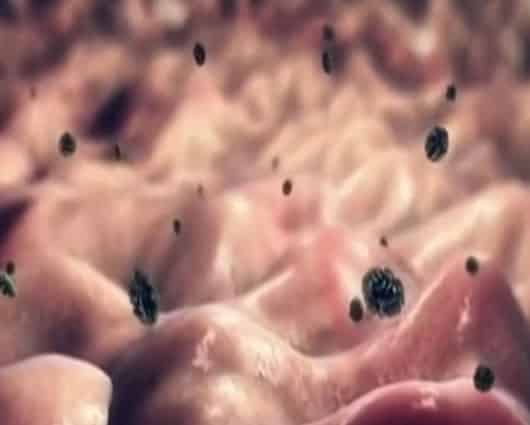 La investigación de expertos de la Universidad Javeriana tardó cinco años. Foto: Noticias RCN