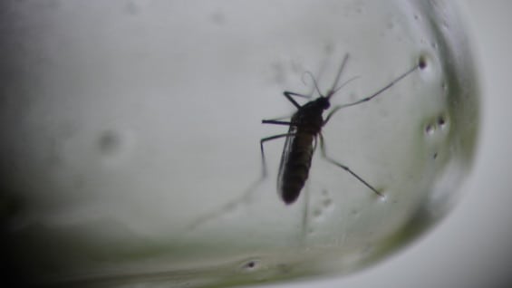 Especie Aedes aegypti, transmisora del virus. Foto: AFP