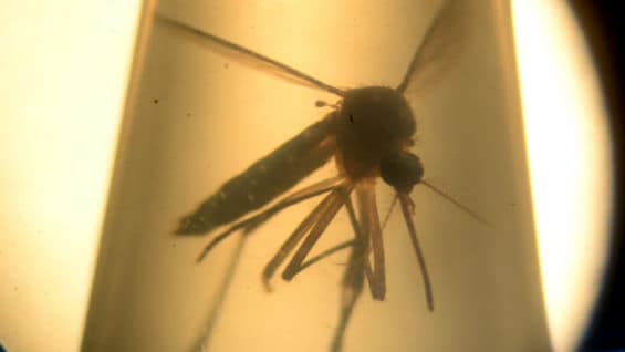 No existe una vacuna o tratamiento para combatir el zika. Foto: AFP