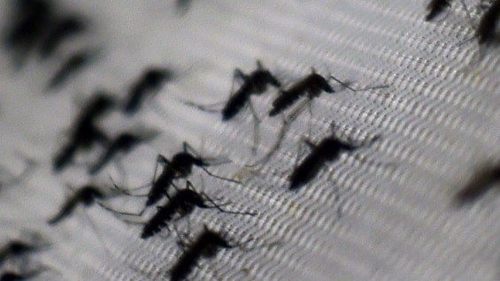 El virus zika es transmitido por por el mosquito Aedes aegypti. Foto: AFP.