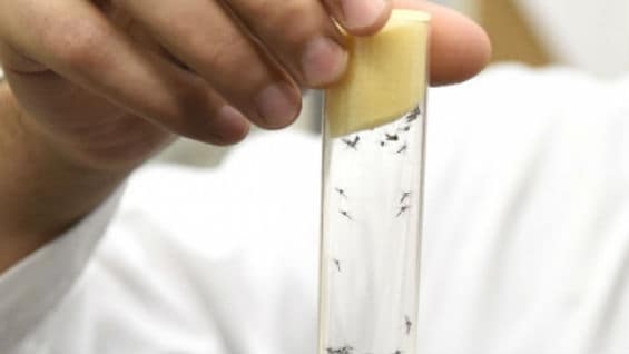 La OMS declaró al zika como emergencia sanitaria global. Foto Archivo AFP