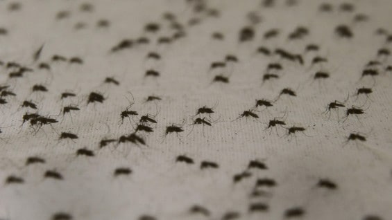 Las autoridades de salud dijeron que el mosquito que transmite la enfermedad no se encuentra en Nueva York. Foto: EFE.