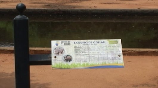 El habitat de los saínos o Pecarí de Collar permanece vacío. Foto y video: Madelyn Palmar